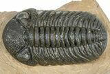 Detailed Phacopid (Morocops) Trilobite - Foum Zguid, Morocco #363139-2